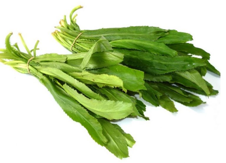 Một số bài thuốc Đông Y từ rau răng cưa